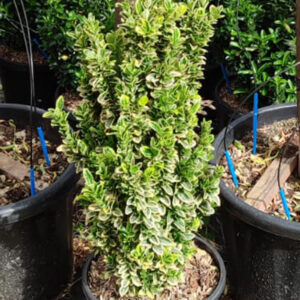 Evonimo aurea (Euonymus japonicus aurea)