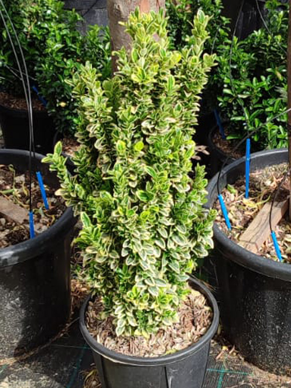 Evonimo aurea (Euonymus japonicus aurea)