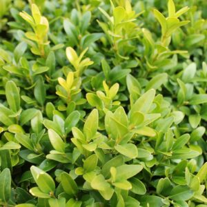 Buxus-Sempervirens