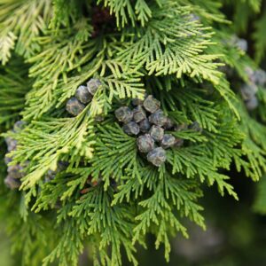 Chamaecyparis-Lawsoniana