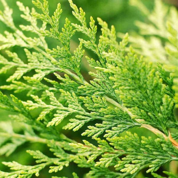 Cupressocyparis-Leylandii