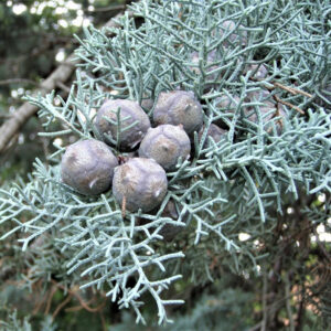 Cupressus-Arizonica