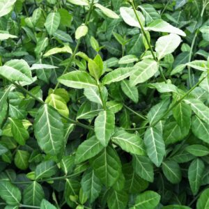 Euonymus-Forunei-Coloratus