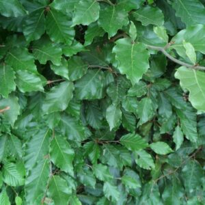 Fagus-Sylvatica