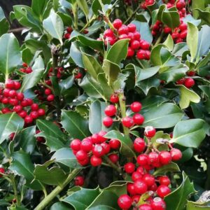 Ilex-Aquifolium-Nellie-Stevens
