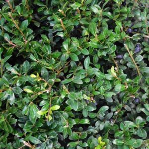 ILex-Crenata-Samurai