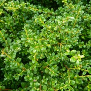 Ilex-Crenata