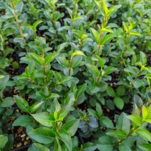 Ligustrum-Ovalifolium