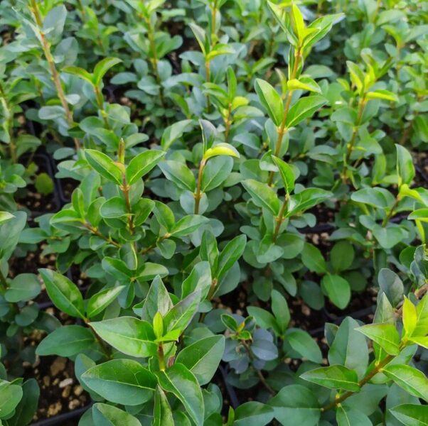 Ligustrum-Ovalifolium