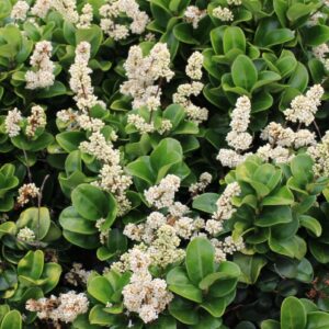Ligustrum-Rotundifolium