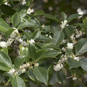 Osmanto odoroso (Osmanthus fragrans)
