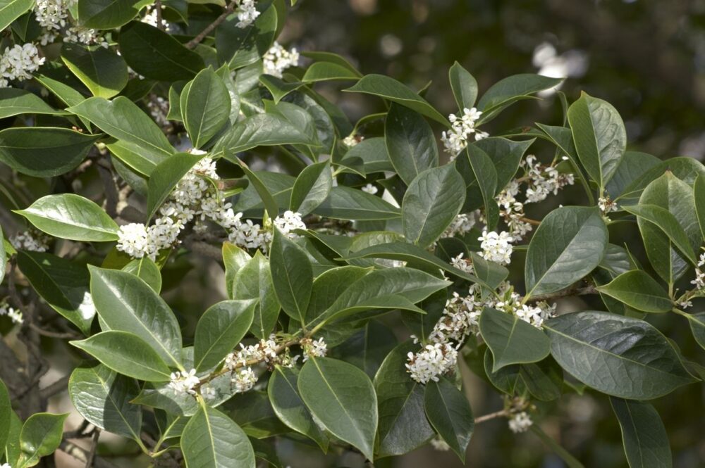 Osmanto odoroso (Osmanthus fragrans)
