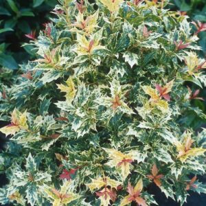 Osmanthus Heterophyllus Tricolor