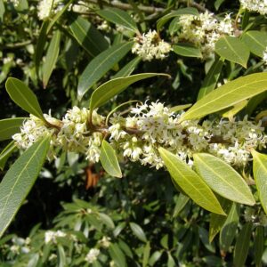 Phyllirea