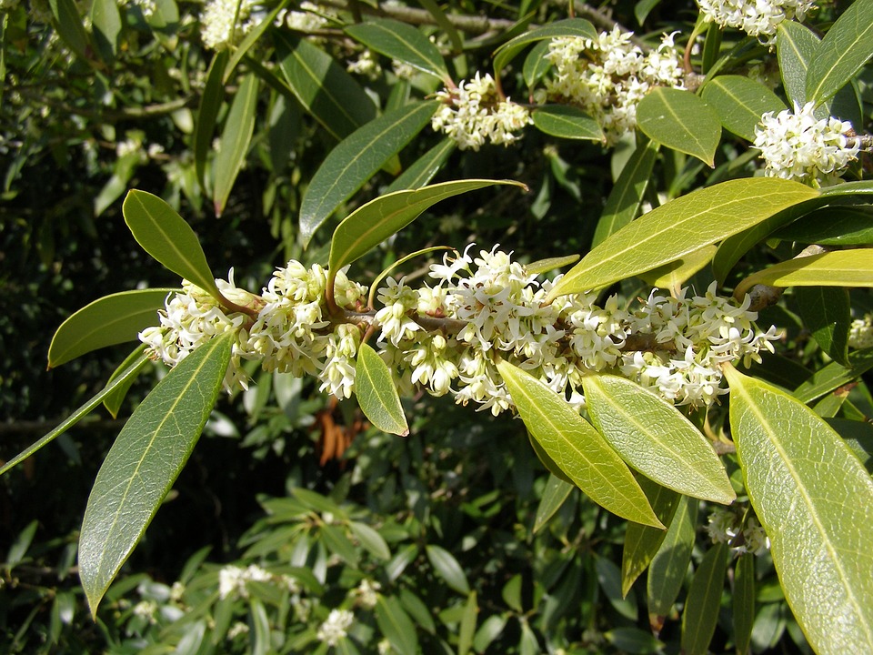 Phyllirea