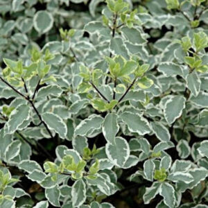 Pittosphorum-Heterophyllum-Variegato