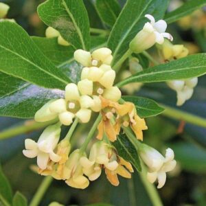 Pittosporum-Heterophyllum