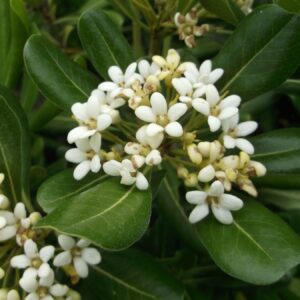 Pittosporum-Tobira
