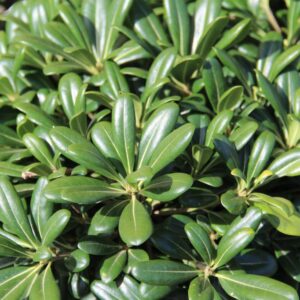 Pittosporum-Tobira-Nano