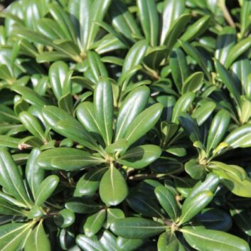 Pittosporum-Tobira-Nano