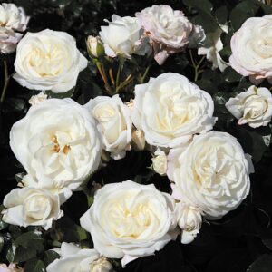 Rosa Alabaster var. Rosen Tantau