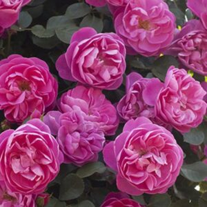 Rosa-Allegro