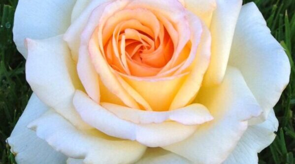Rosa-Anastasia Rosa-Anastasia