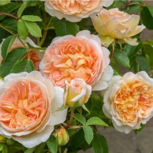 Rosa-Bathsheba-Aushimley