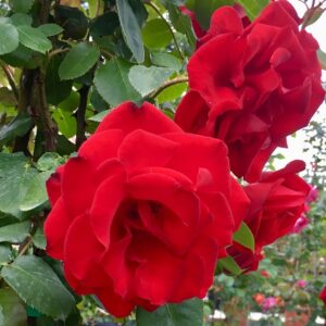 Rosa-Exploit