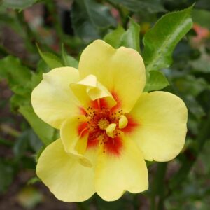 Rosa-Eyeconic