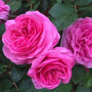 Rosa-Gertrude-Jekyll