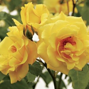 Rosa-Golden-Gate