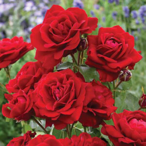 Rosa-Marlene