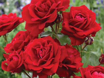 Rosa-Marlene