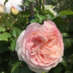 Rosa-Palais-Royal