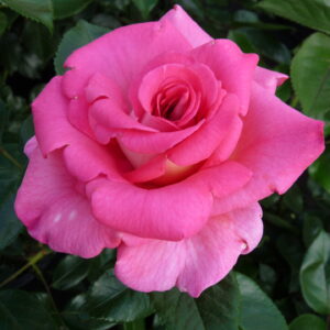 Rosa-Parfume-Royal