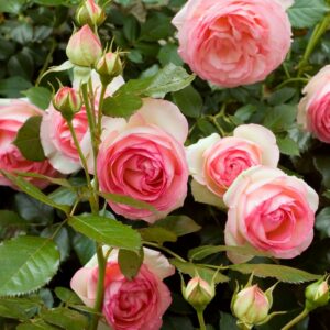 Rosa-Pierre-de-Ronsard