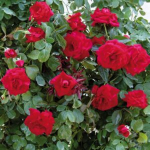 Rosa-Red-Flame