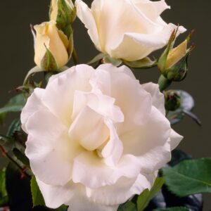 Rosa-White-Nights
