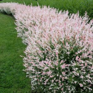 Salix-Integra-Hakuro-Nishiki