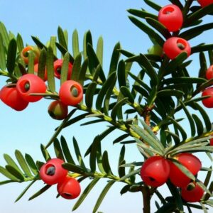 Taxus-Baccata