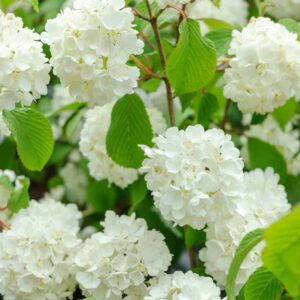 Viburnum plicatum pop corn