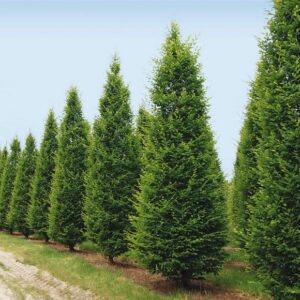carpinus betulus pyramidalis