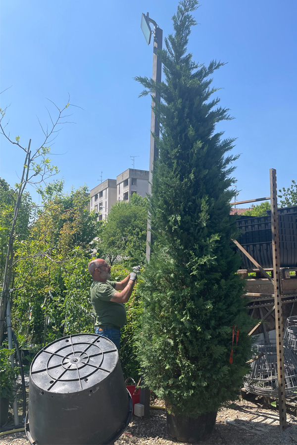 Cipresso Leylandii (Cupressocyparis leylandii) - immagine 2
