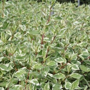 Corniolo alba Elegantissima (Cornus alba Elegantissima)