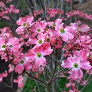 Cornus florida rubra
