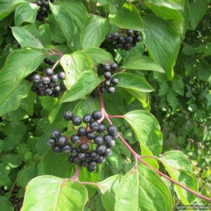 Cornus sanguinea
