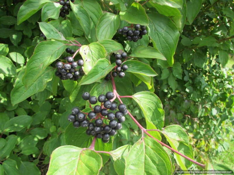 Cornus sanguinea
