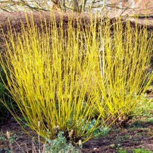 Cornus stolonifera flaviramea