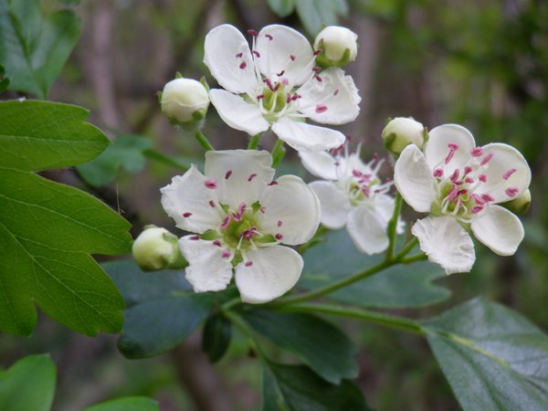 Crataegus monogyna